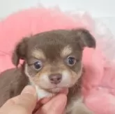 チワワ(ロング)