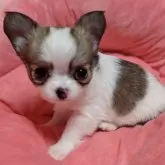 チワワ(ロング)【埼玉県・女の子・2024年10月5日・ホワイト&レッド】の写真1