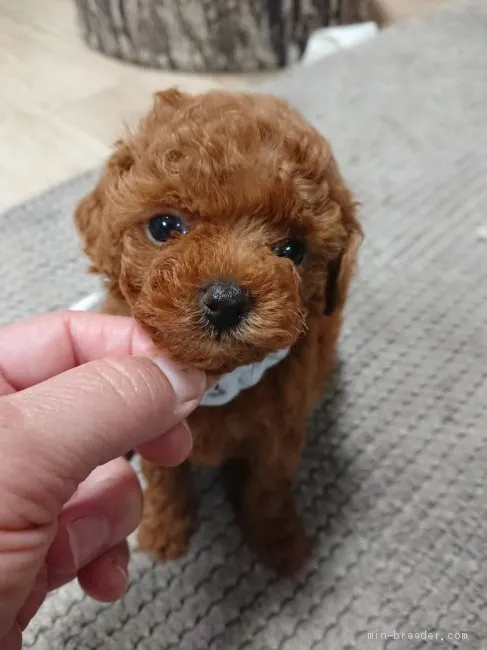 ID:1907-02490の子犬