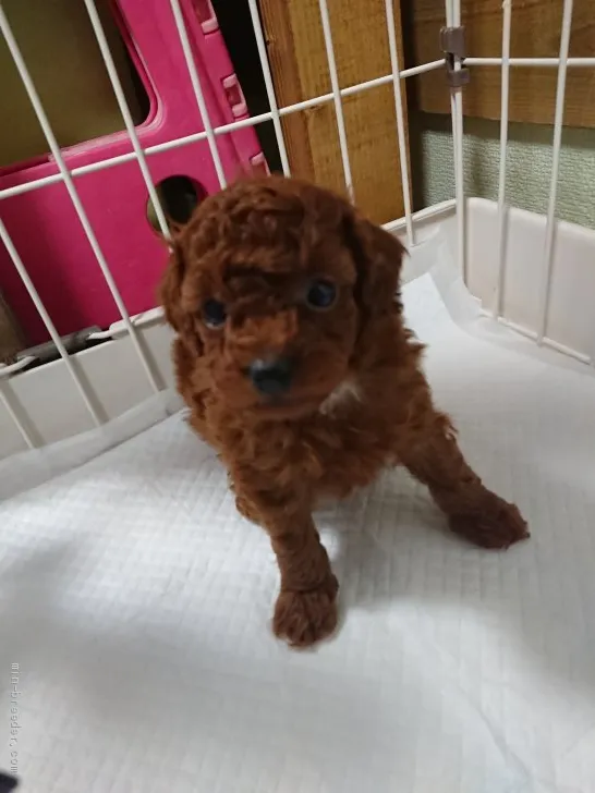 ID:2005-00887の子犬