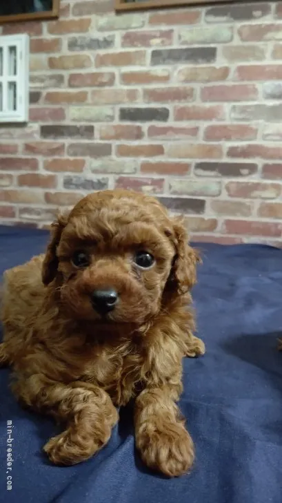ID：2201-03103の子犬