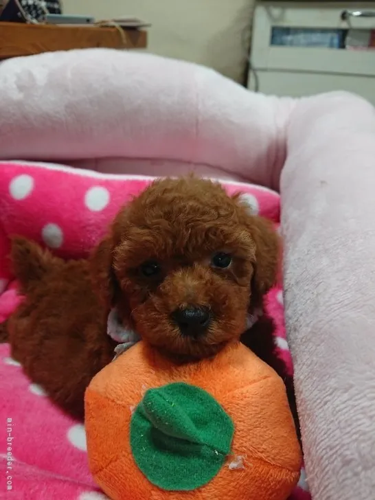 ID:1901-00892の子犬