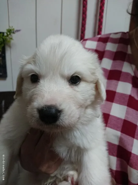 T.E 様のお迎えした子犬