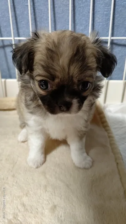 ID：2008-00359の子犬
