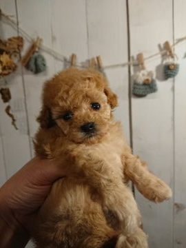 トイプードル(トイ)【埼玉県・女の子・2019年11月11日・アプリコット】の写真「アプリコットの女の子👧」