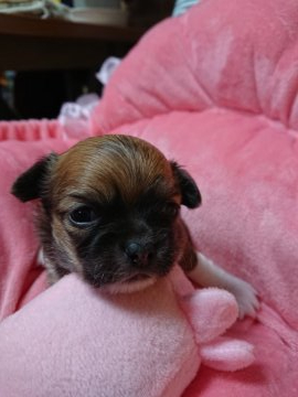 チワワ(ロング)【埼玉県・男の子・2019年11月19日・レッド】の写真「レッドの男の子」