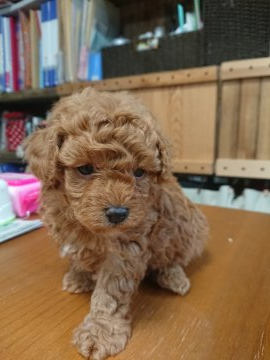 トイプードル(トイ)【埼玉県・男の子・2020年3月9日・レッド】の写真「優しい男の子」