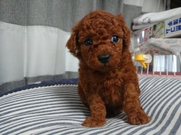 トイプードル(トイ)【埼玉県・男の子・2020年4月18日・アプリ】の写真「レッド3匹兄妹」