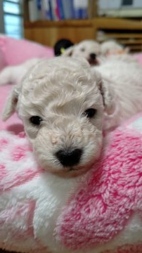 トイプードル(トイ)【埼玉県・女の子・2020年6月22日・ホワイト】の写真「ホワイトの女の子」