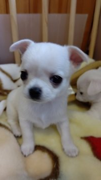 チワワ(スムース)【埼玉県・女の子・2021年4月6日・ホワイト】の写真「スムースの女の子👧」