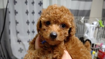 トイプードル(トイ)【埼玉県・男の子・2021年5月8日・アプリコット】の写真「アプリコットの男の子👦」