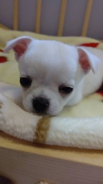 チワワ(スムース)【埼玉県・女の子・2021年4月6日・ホワイト】の写真「スムースの女の子👧」