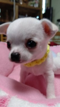 チワワ(スムース)【埼玉県・女の子・2020年5月17日・ホワイト&クリーム】の写真「鼻が短い可愛い❤️」