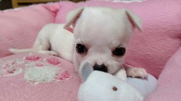 チワワ(スムース)【埼玉県・女の子・2020年5月17日・ホワイト&クリーム】の写真「スムースの女の子」