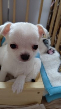 チワワ(スムース)【埼玉県・男の子・2021年4月6日・ホワイト】の写真「ホワイトの男の子👦」