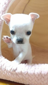 チワワ(スムース)【埼玉県・男の子・2021年10月26日・ホワイト】の写真「ぷっくら顔の男の子」