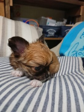 チワワ(ロング)【埼玉県・男の子・2019年11月19日・レッド】の写真「レッドの男の子」