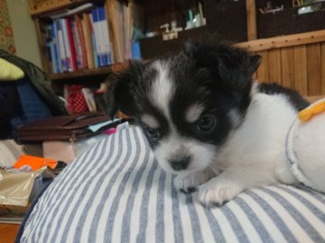 チワワ(ロング)【埼玉県・男の子・2020年3月3日・ホワイト&ブラックタン】の写真「ホワイト&ブラックタンの男の子」