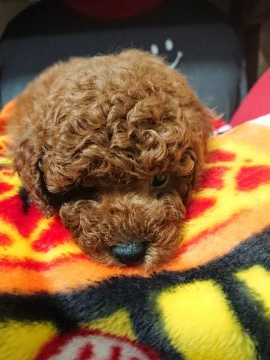 トイプードル(トイ)【埼玉県・男の子・2020年2月3日・レッド】の写真「トイプードルの中でも大きい子です。」