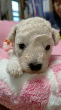 トイプードル(トイ)【埼玉県・女の子・2020年6月22日・ホワイト】の写真「ホワイトの女の子」