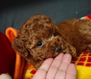 トイプードル(トイ)【埼玉県・女の子・2020年2月3日・レッド】の写真「大きい女の子👧です。」