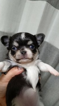 チワワ(ロング)【埼玉県・女の子・2020年7月17日・ブラック&ホワイト】の写真「ブラック&ホワイト女の子」