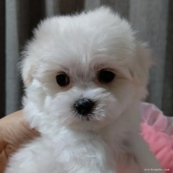 ID:2210-01942の子犬