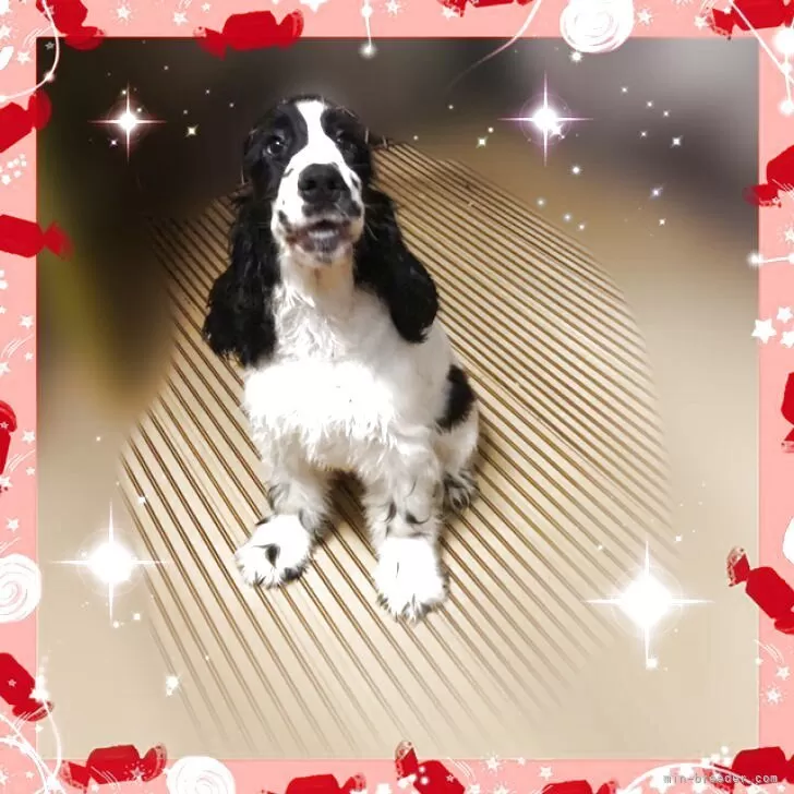 ID：2506-07476の子犬