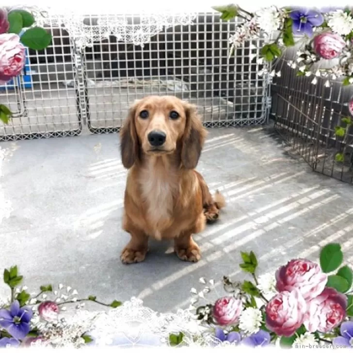 ミニチュアダックスフンド(ロング)【山口県・男の子・2025年5月14日・レッド】の写真1