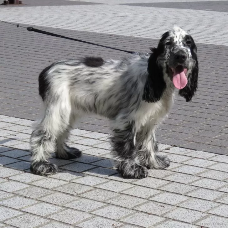 S.H 様のお迎えした子犬