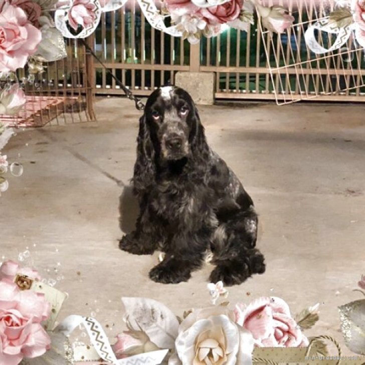 ブリーダー画像