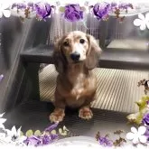 ミニチュアダックスフンド(ロング)【山口県・男の子・2025年5月14日・レッド】の写真1