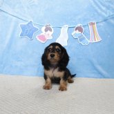 ミニチュアダックスフンド(ロング)