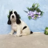 イングリッシュコッカースパニエル