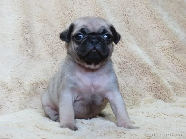 ロック 様のお迎えした子犬