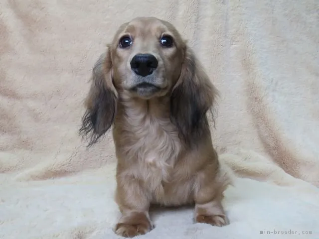 ID：1809-01745の子犬