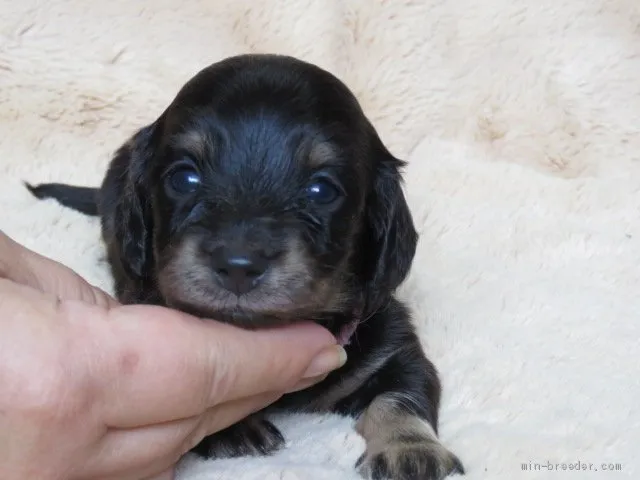 ココアのパパ 様のお迎えした子犬
