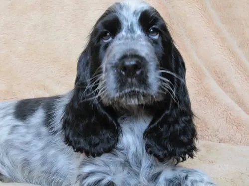 ID:1409-01344の子犬