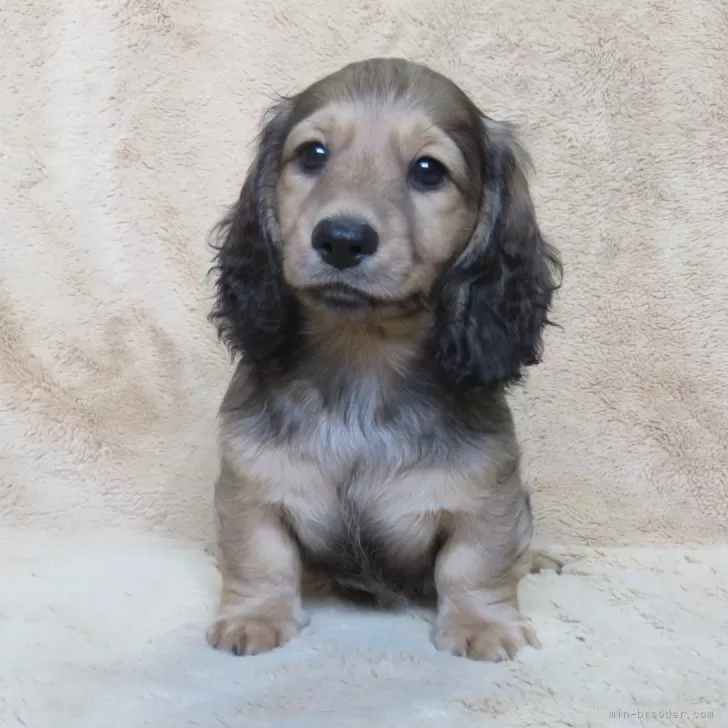 ID:2404-02667の子犬