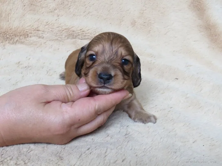 ID：2106-03239の子犬