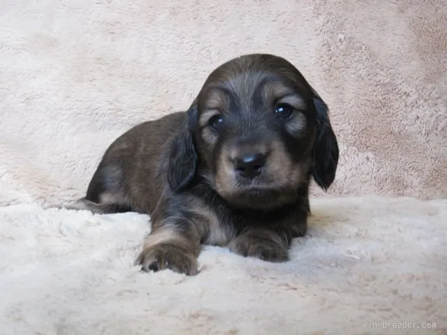 ID:1603-01123の子犬