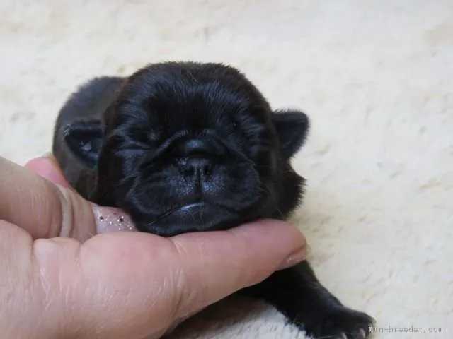 まつもと 様のお迎えした子犬