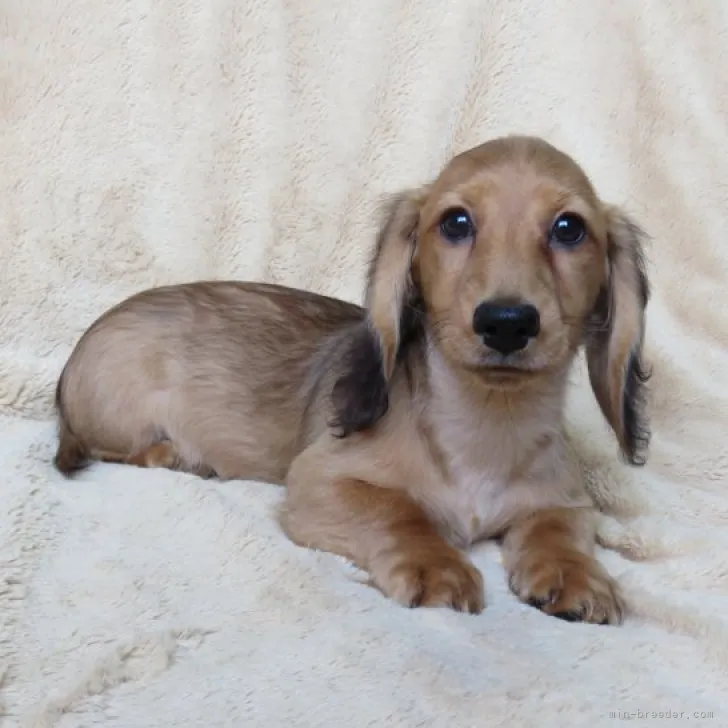 にいにいにいこ 様のお迎えした子犬