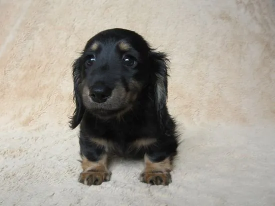 たくや 様のお迎えした子犬