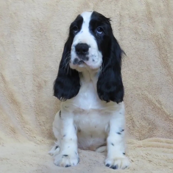 よーちゃん 様のお迎えした子犬