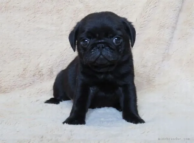 ももんが 様のお迎えした子犬