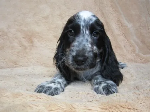 ID:1409-01345の子犬