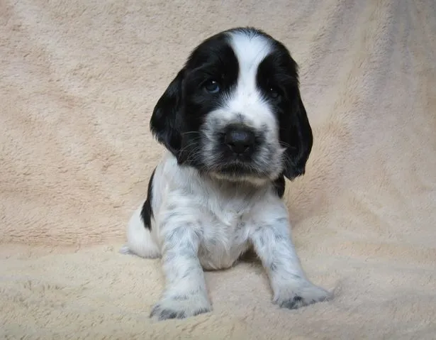 ID:1609-01749の子犬