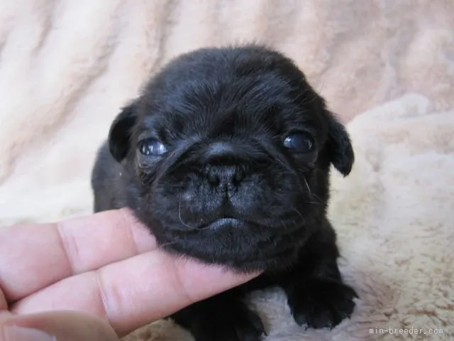 リキ 様のお迎えした子犬