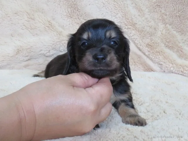 ID：1905-02939の子犬